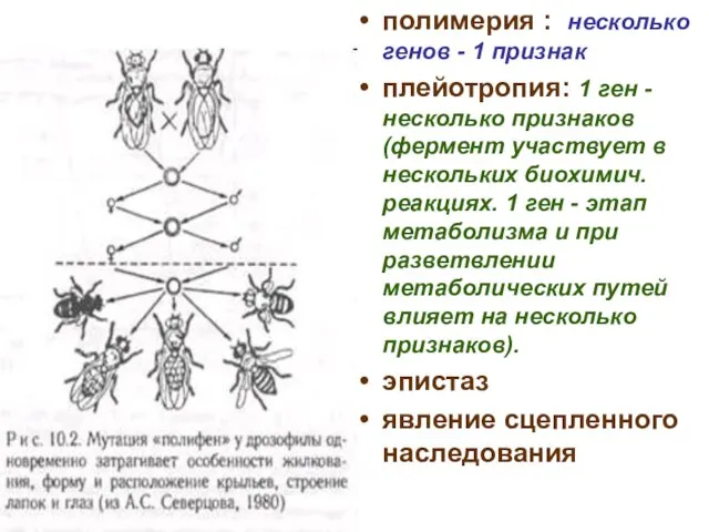 полимерия : несколько генов - 1 признак плейотропия: 1 ген