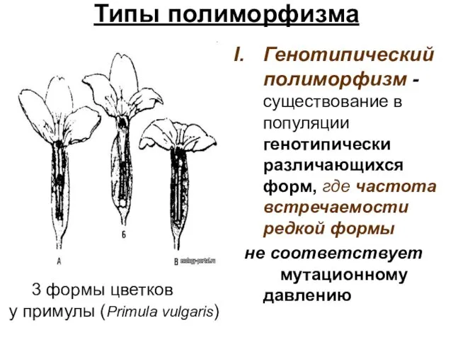 Типы полиморфизма . Генотипический полиморфизм - существование в популяции генотипически