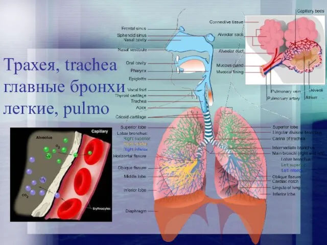 Трахея, trachea главные бронхи легкие, pulmo