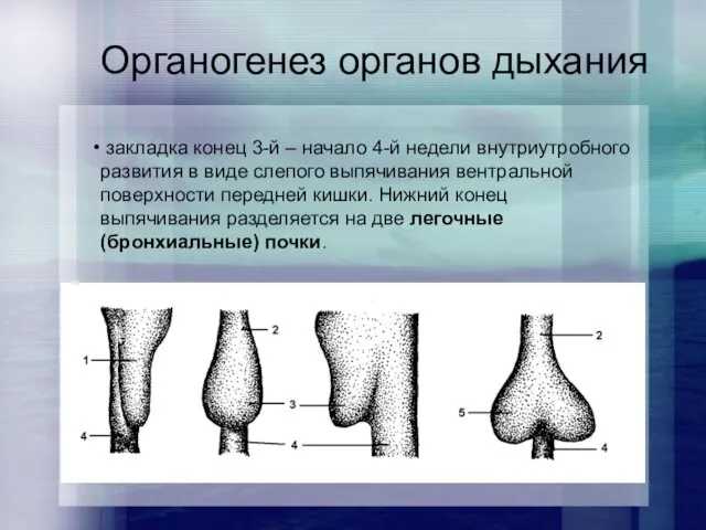 Органогенез органов дыхания закладка конец 3-й – начало 4-й недели