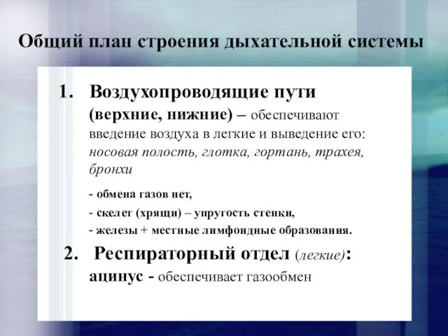 Общий план строения дыхательной системы Воздухопроводящие пути (верхние, нижние) –