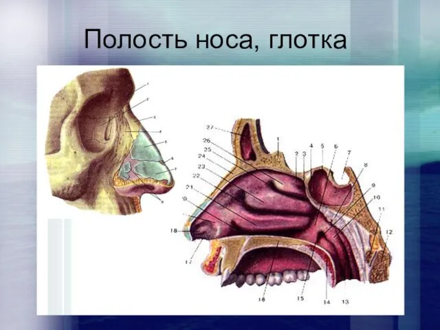 Полость носа, глотка