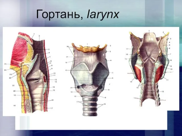 Гортань, larynx