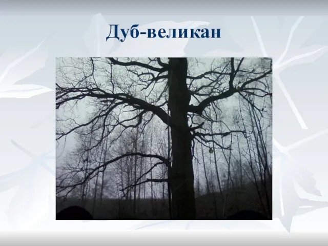 Дуб-великан