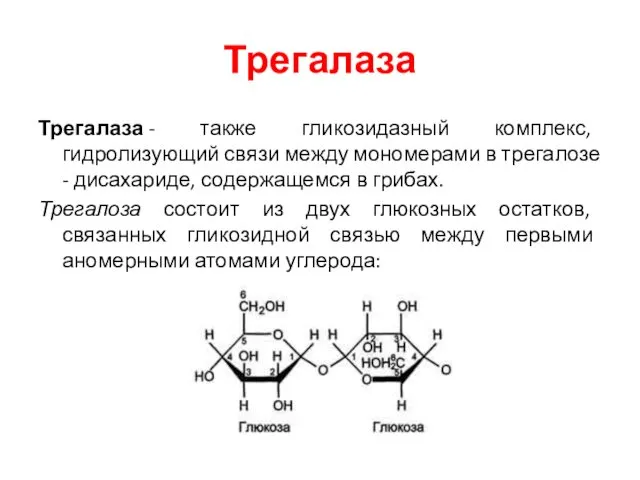 Трегалаза Трегалаза - также гликозидазный комплекс, гидролизующий связи между мономерами