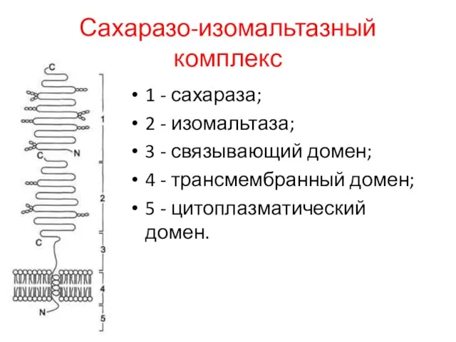 Сахаразо-изомальтазный комплекс 1 - сахараза; 2 - изомальтаза; 3 -