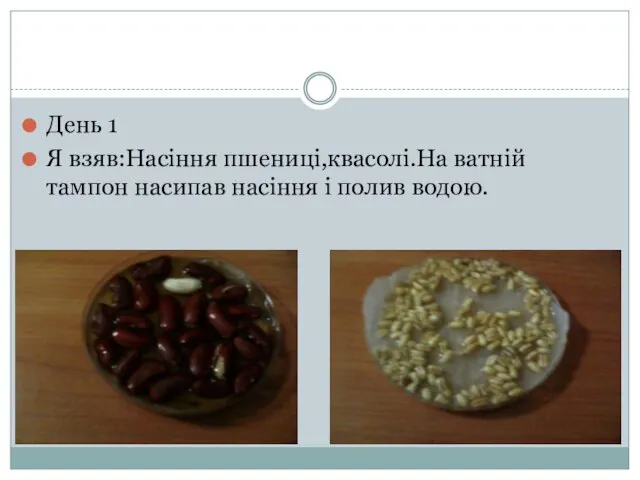 День 1 Я взяв:Насіння пшениці,квасолі.На ватній тампон насипав насіння і полив водою.