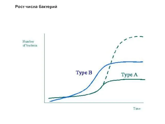 Рост числа бактерий