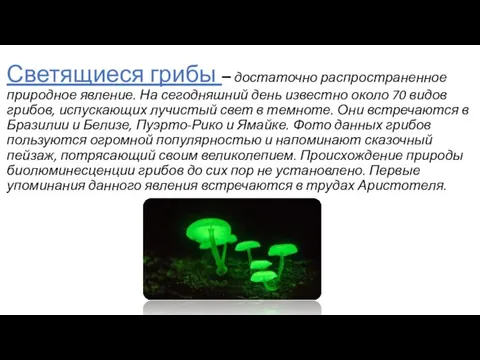 Светящиеся грибы – достаточно распространенное природное явление. На сегодняшний день