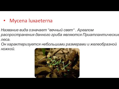 Mycena luxaeterna Название вида означает "вечный свет" . Ареалом распространения