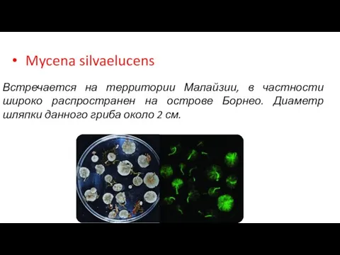 Mycena silvaelucens Встречается на территории Малайзии, в частности широко распространен