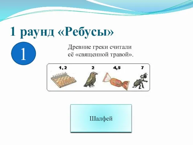 Древние греки считали её «священной травой». Шалфей 1 раунд «Ребусы» 1