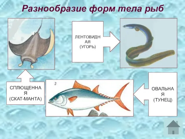 Разнообразие форм тела рыб СПЛЮЩЕННАЯ (СКАТ-МАНТА) ЛЕНТОВИДНАЯ (УГОРЬ) ОВАЛЬНАЯ (ТУНЕЦ)