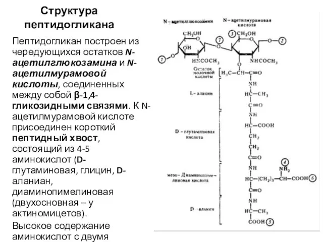Структура пептидогликана Пептидогликан построен из чередующихся остатков N-ацетилглюкозамина и N-ацетилмурамовой кислоты, соединенных между