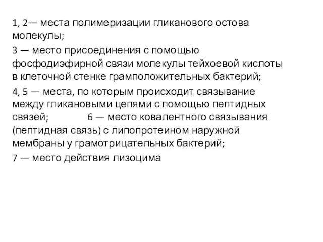 1, 2— места полимеризации гликанового остова молекулы; 3 — место присоединения с помощью