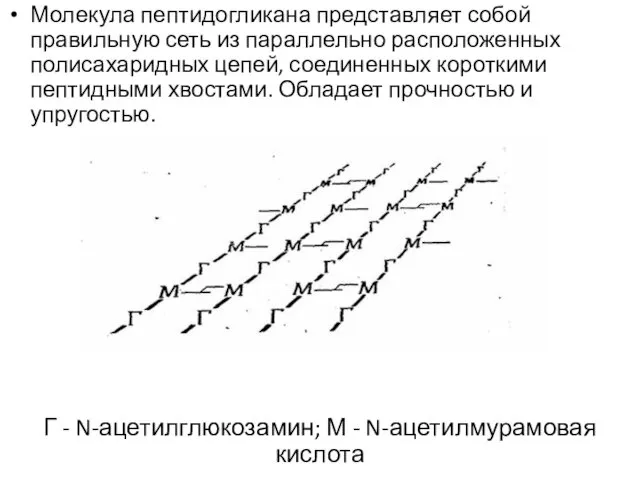 Молекула пептидогликана представляет собой правильную сеть из параллельно расположенных полисахаридных