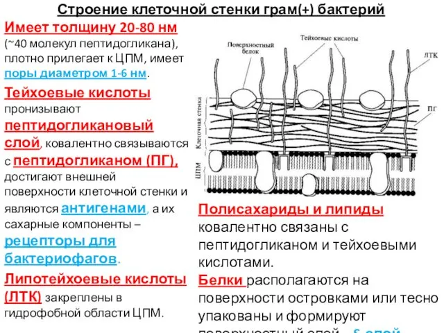 Строение клеточной стенки грам(+) бактерий Имеет толщину 20-80 нм (~40