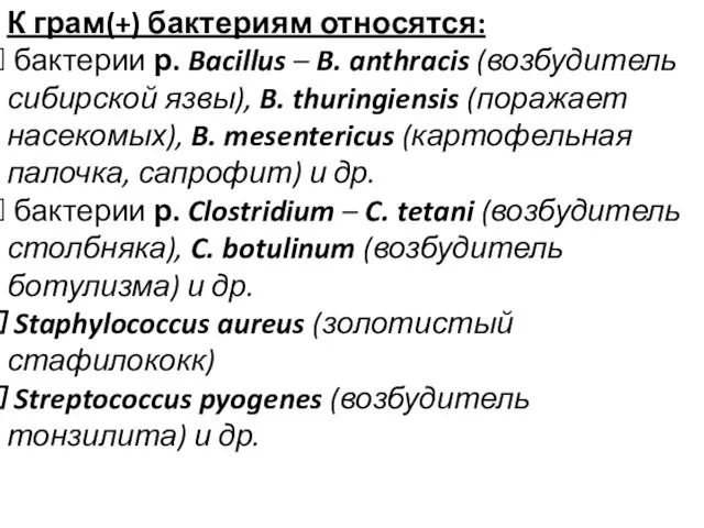 К грам(+) бактериям относятся: бактерии р. Bacillus – B. anthracis (возбудитель сибирской язвы),