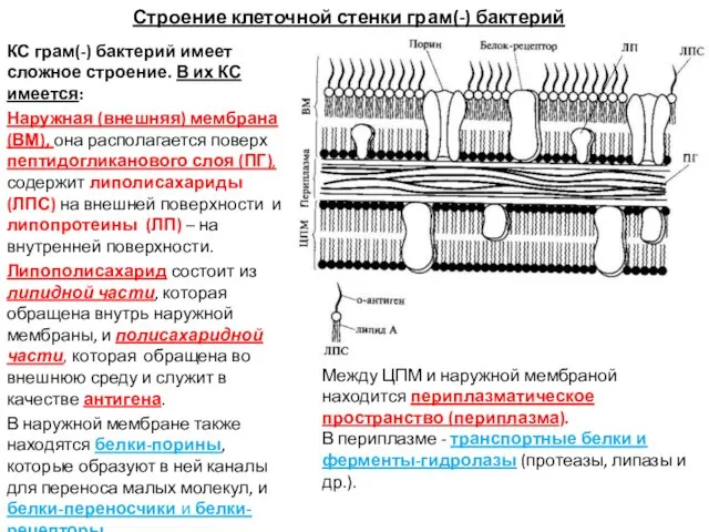 Строение клеточной стенки грам(-) бактерий КС грам(-) бактерий имеет сложное строение. В их