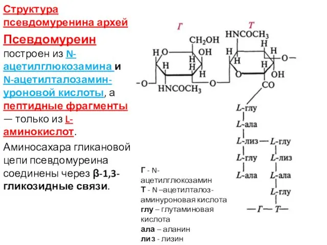 Структура псевдомуренина архей Псевдомуреин построен из N-ацетилглюкозамина и N-ацетилталозамин-уроновой кислоты, а пептидные фрагменты