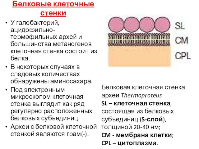 Белковые клеточные стенки У галобактерий, ацидофильно-термофильных архей и большинства метаногенов