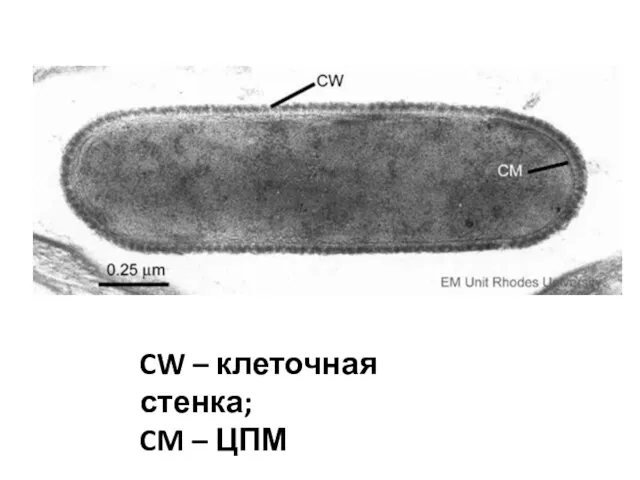 CW – клеточная стенка; CM – ЦПМ