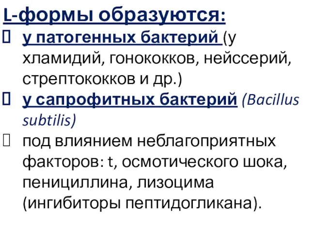 L-формы образуются: у патогенных бактерий (у хламидий, гонококков, нейссерий, стрептококков