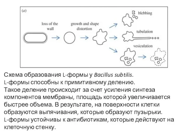 Схема образования L-формы у Bacillus subtilis. L-формы способны к примитивному делению. Такое деление