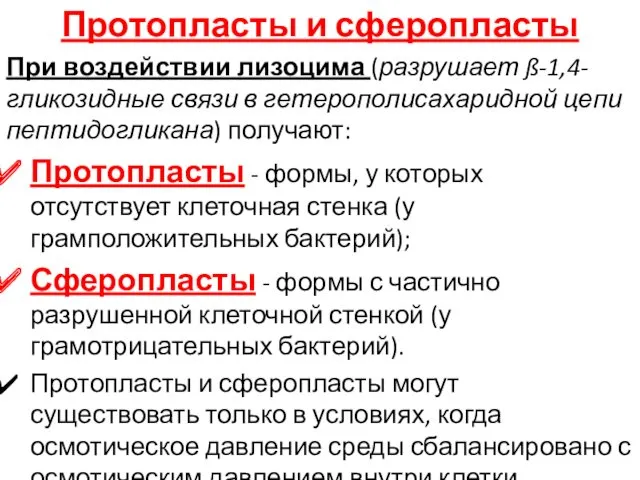 Протопласты и сферопласты При воздействии лизоцима (разрушает ß-1,4-гликозидные связи в гетерополисахаридной цепи пептидогликана)