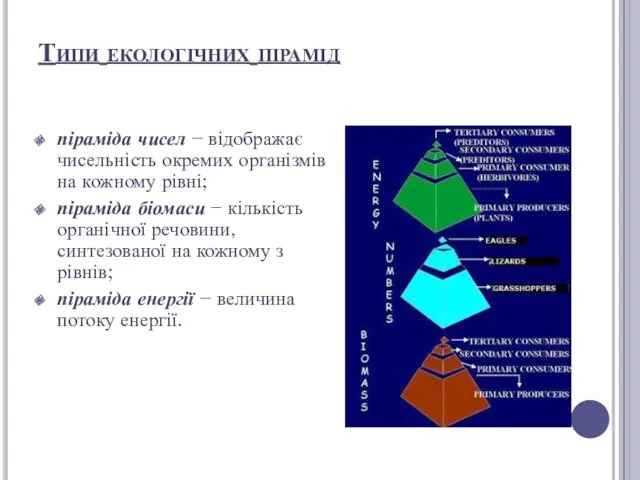 Типи екологічних пірамід піраміда чисел − відображає чисельність окремих організмів