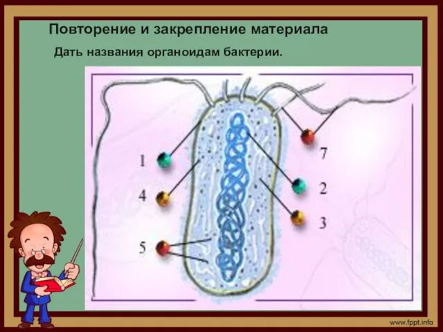 Повторение и закрепление материала Дать названия органоидам бактерии.
