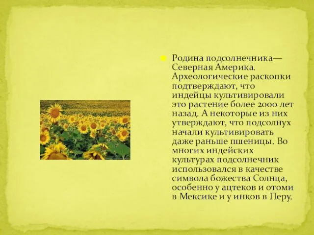 Родина подсолнечника— Северная Америка. Археологические раскопки подтверждают, что индейцы культивировали