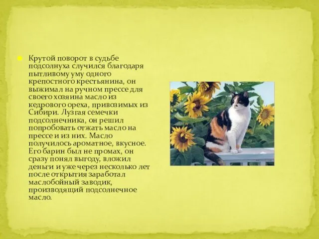 Крутой поворот в судьбе подсолнуха случился благодаря пытливому уму одного