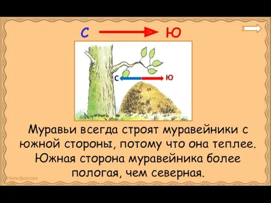 Муравьи всегда строят муравейники с южной стороны, потому что она