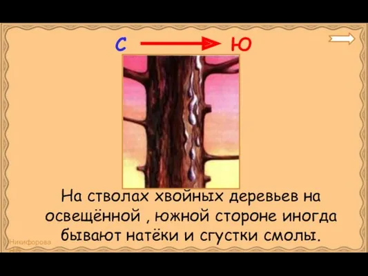 На стволах хвойных деревьев на освещённой , южной стороне иногда