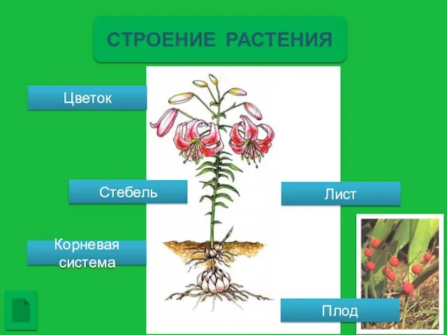 Лист Стебель Плод Корневая система Цветок СТРОЕНИЕ РАСТЕНИЯ