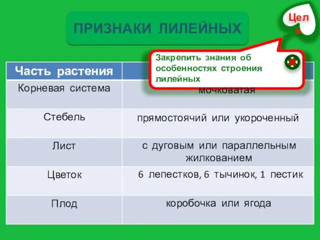 ПРИЗНАКИ ЛИЛЕЙНЫХ мочковатая прямостоячий или укороченный с дуговым или параллельным