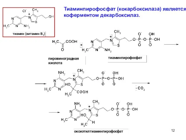 Тиаминпирофосфат (кокарбоксилаза) является коферментом декарбоксилаз.