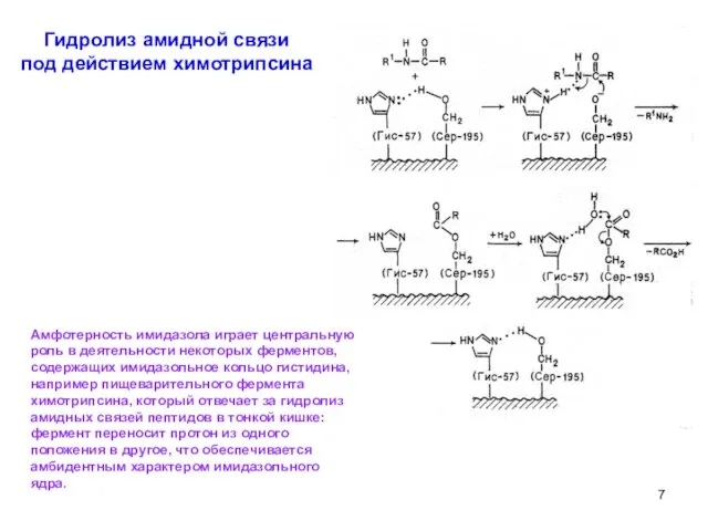 Гидролиз амидной связи под действием химотрипсина Амфотерность имидазола играет центральную
