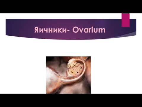 Яичники- Ovarium Яичники – это органы, находящиеся в малом тазу у женщин. В