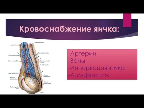 Кровоснабжение яичка: -Артерии -Вены -Иннервация яичка -Лимфоотток