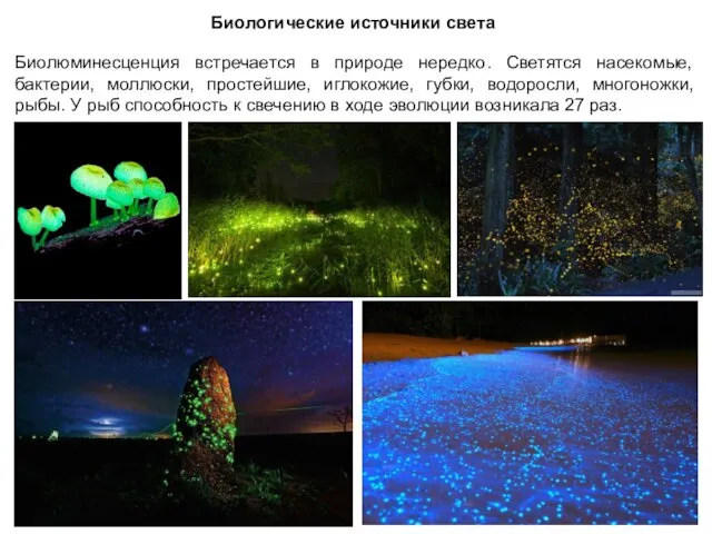 Биологические источники света Биолюминесценция встречается в природе нередко. Светятся насекомые, бактерии, моллюски, простейшие,