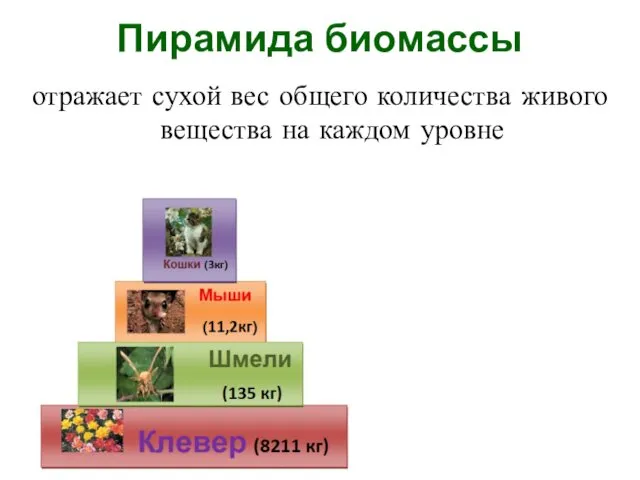 Пирамида биомассы отражает сухой вес общего количества живого вещества на каждом уровне