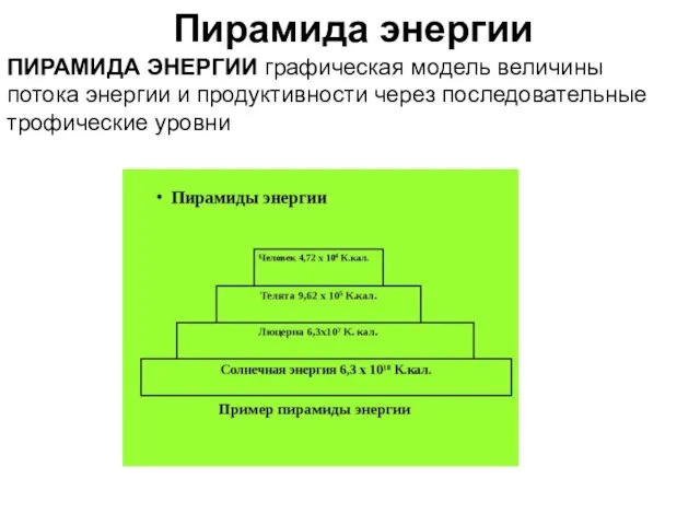 Пирамида энергии ПИРАМИДА ЭНЕРГИИ графическая модель величины потока энергии и продуктивности через последовательные трофические уровни