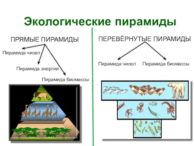 Экологические пирамиды ПРЯМЫЕ ПИРАМИДЫ ПЕРЕВЁРНУТЫЕ ПИРАМИДЫ Пирамида чисел Пирамида биомассы Пирамида энергии Пирамида чисел Пирамида биомассы