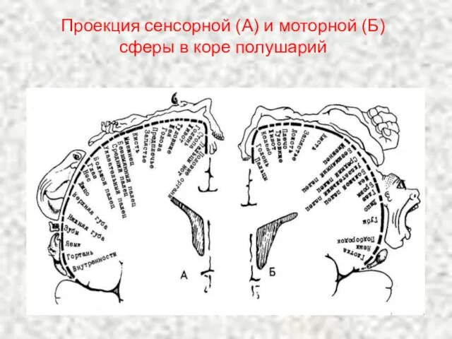 Проекция сенсорной (А) и моторной (Б) сферы в коре полушарий