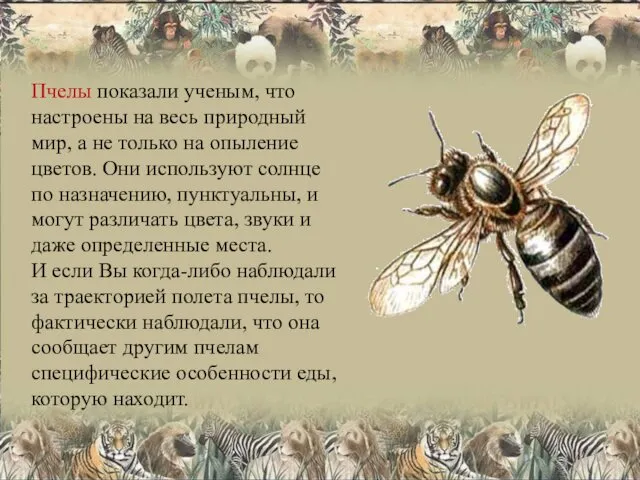 Пчелы показали ученым, что настроены на весь природный мир, а