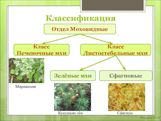 Классификация Отдел Моховидные Класс Печеночные мхи Класс Листостебельные мхи Зелёные мхи Сфагновые Маршанция Кукушкин лён Сфагнум