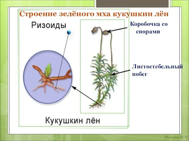 Строение зелёного мха кукушкин лён Листостебельный побег Коробочка со спорами