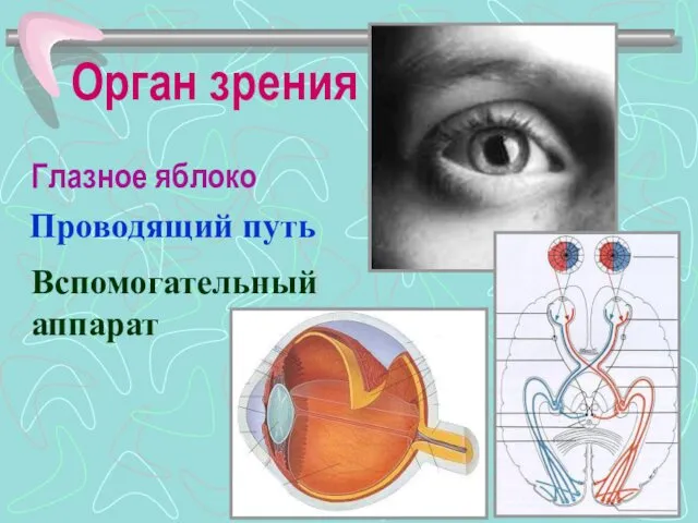 Орган зрения Глазное яблоко Проводящий путь Вспомогательный аппарат